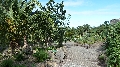 botanische tuin Icod de los Vinos