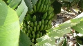 bananenplantages